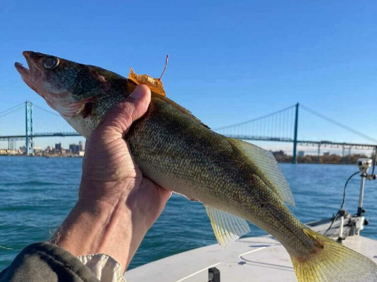 Good walleye bite on the Detroit River in October image of 21 inch walleye