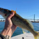 Good walleye bite on the Detroit River in October image of 21 inch walleye