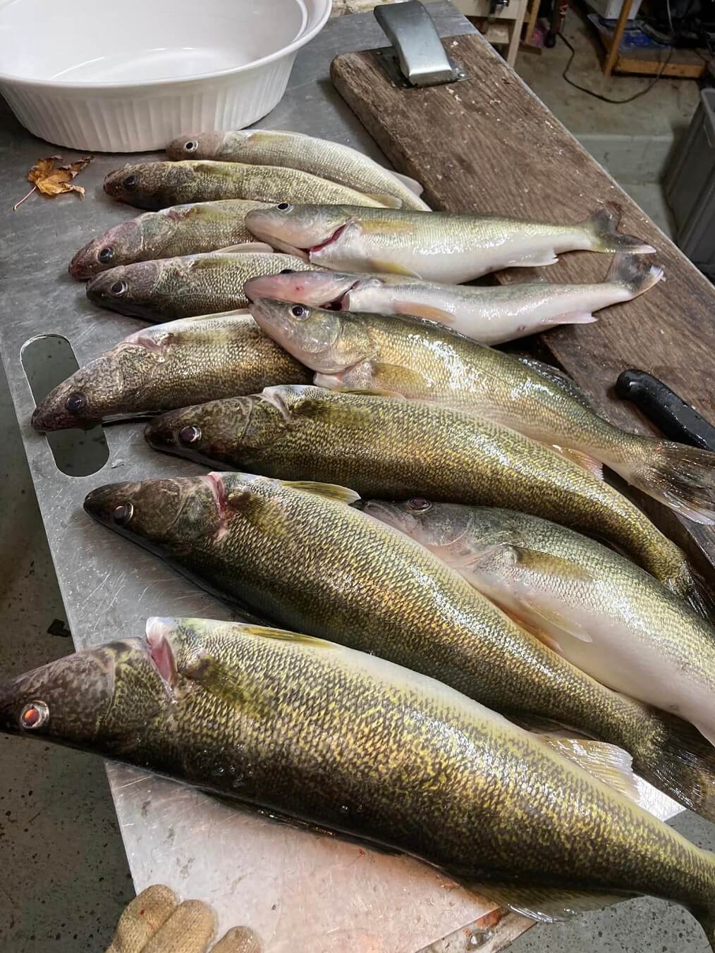 caught 12 walleye walleye fishing detroit river