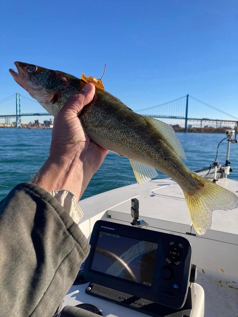 Good walleye bite on the Detroit River