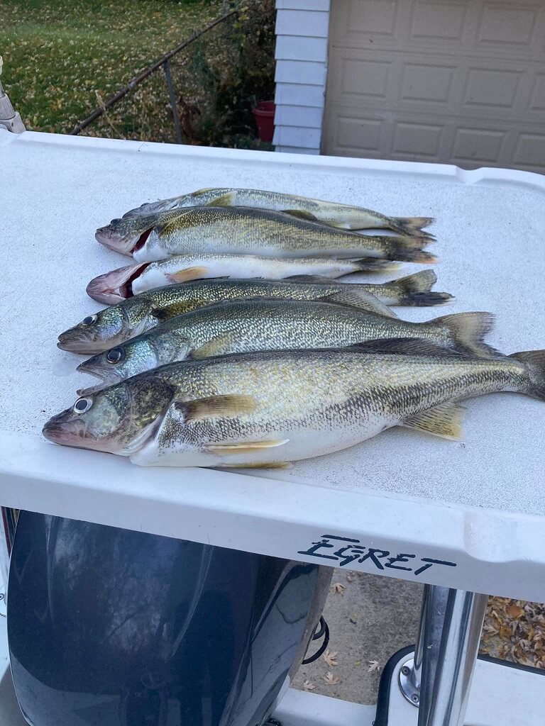 Walleye catch of the day on the Detroit River 